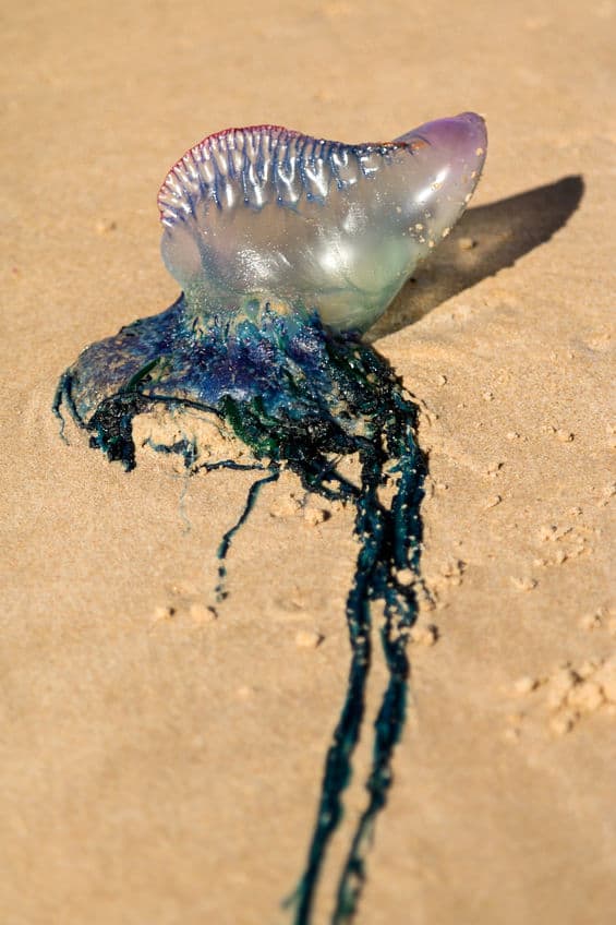 Portuguese Man of War 