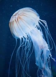 Atlantic Sea Nettle Jellyfish
