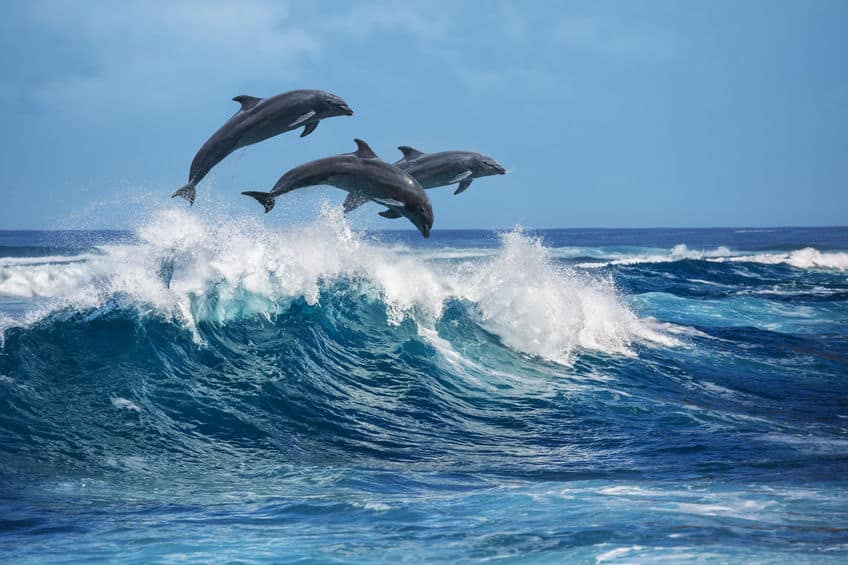 Dolphins on a dolphin cruise in Destin