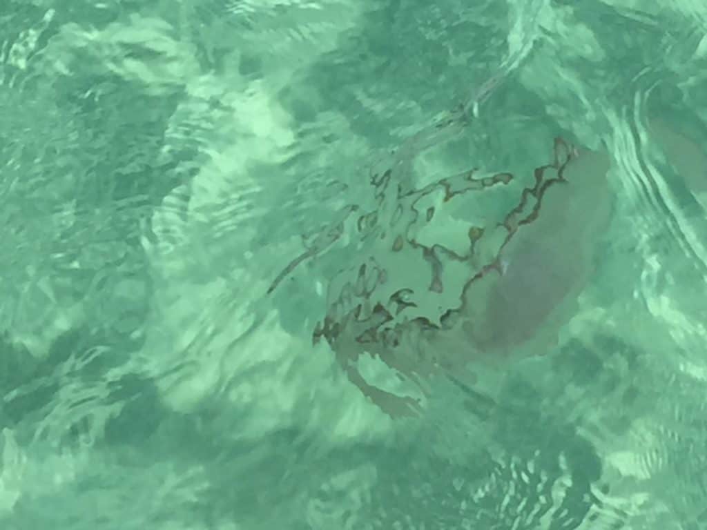 6 Jellyfish That Can Be Found in Destin, Florida All Around Destin