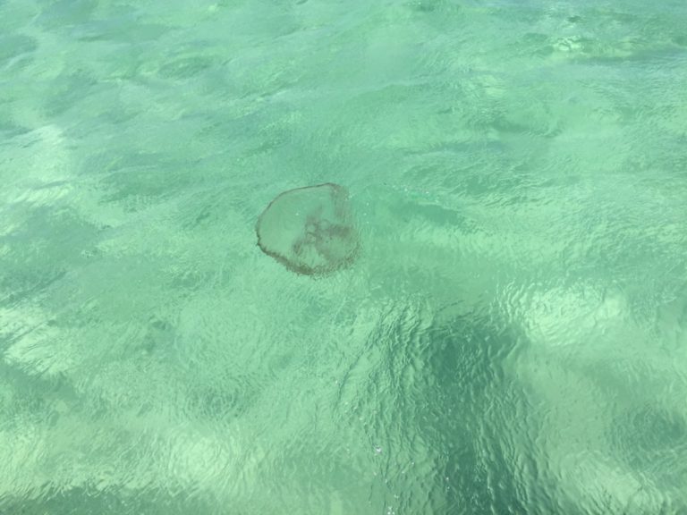 6 Jellyfish That Can Be Found in Destin, Florida All Around Destin